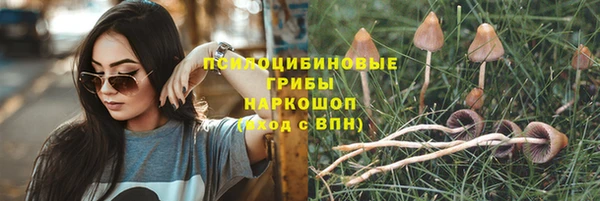 прущие грибы Лабытнанги